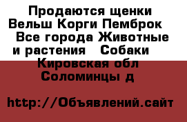 Продаются щенки Вельш Корги Пемброк  - Все города Животные и растения » Собаки   . Кировская обл.,Соломинцы д.